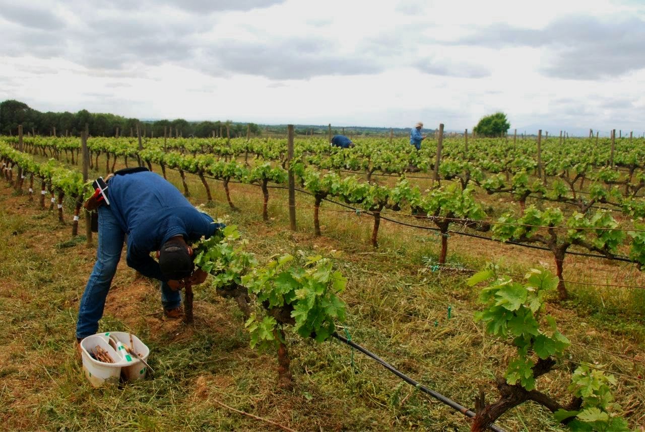 Merlot - Grafted