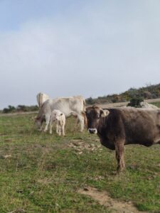 vaques cap de creus